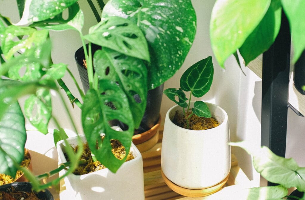 5 plantas que atraem proteção
