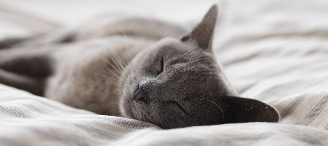 gato-domindo