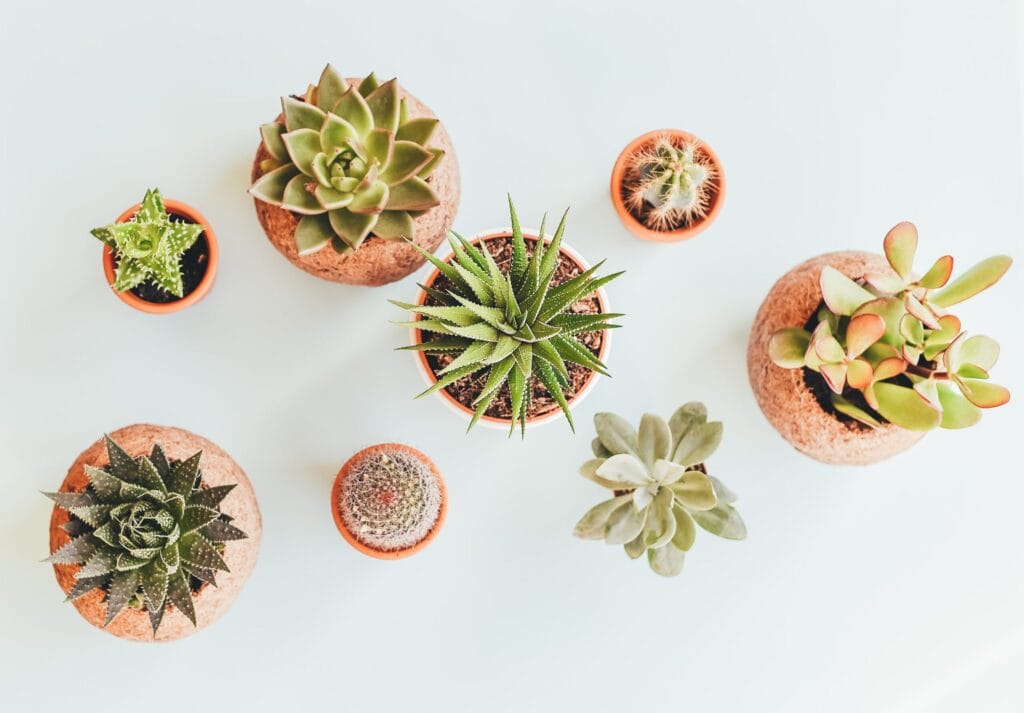 5 plantas para a sua espiritualidade