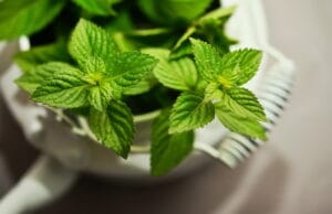 hortela