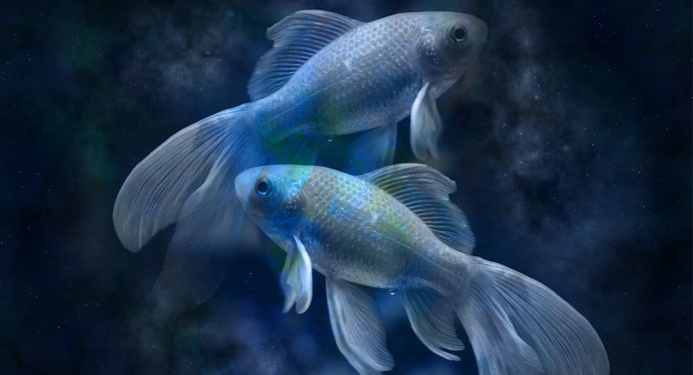 7 benefícios da camomila