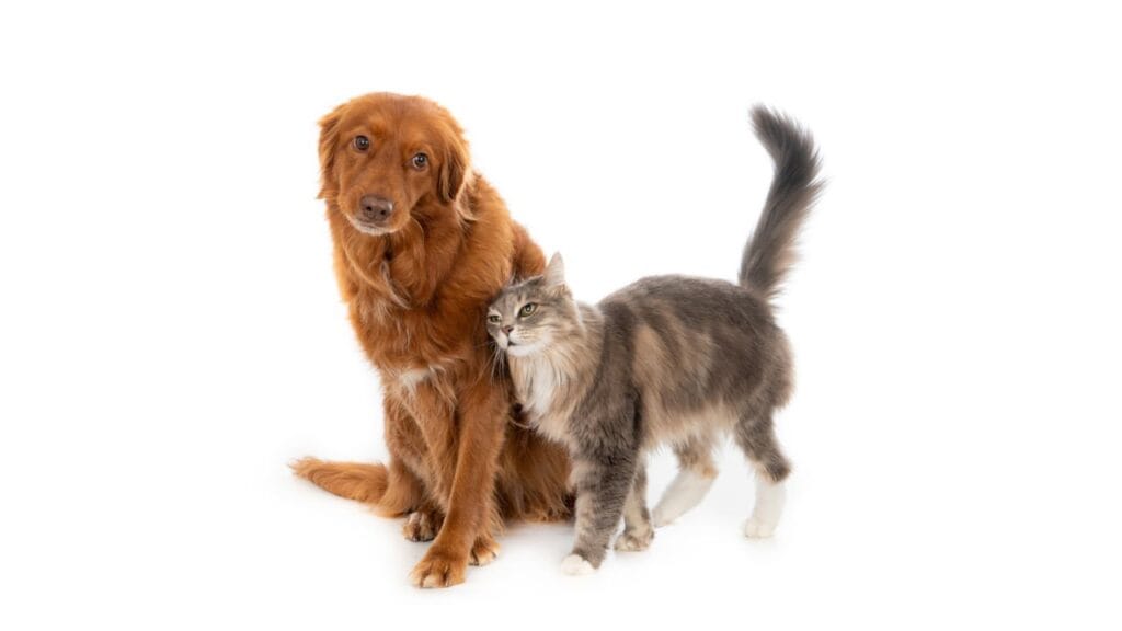 Conheça os melhores cristais para equilibrar a energia dos pets