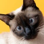 Confira quais são os significados de sonhar com gato