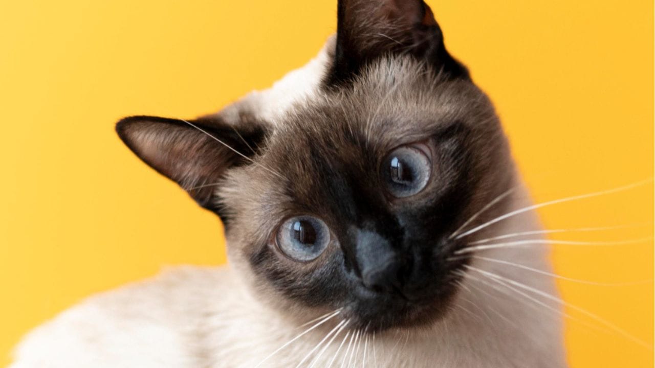 Confira quais são os significados de sonhar com gato