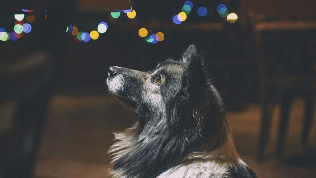 Fim de ano: fogos podem causar danos e traumas nos pets