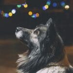 Fim de ano: fogos podem causar danos e traumas nos pets