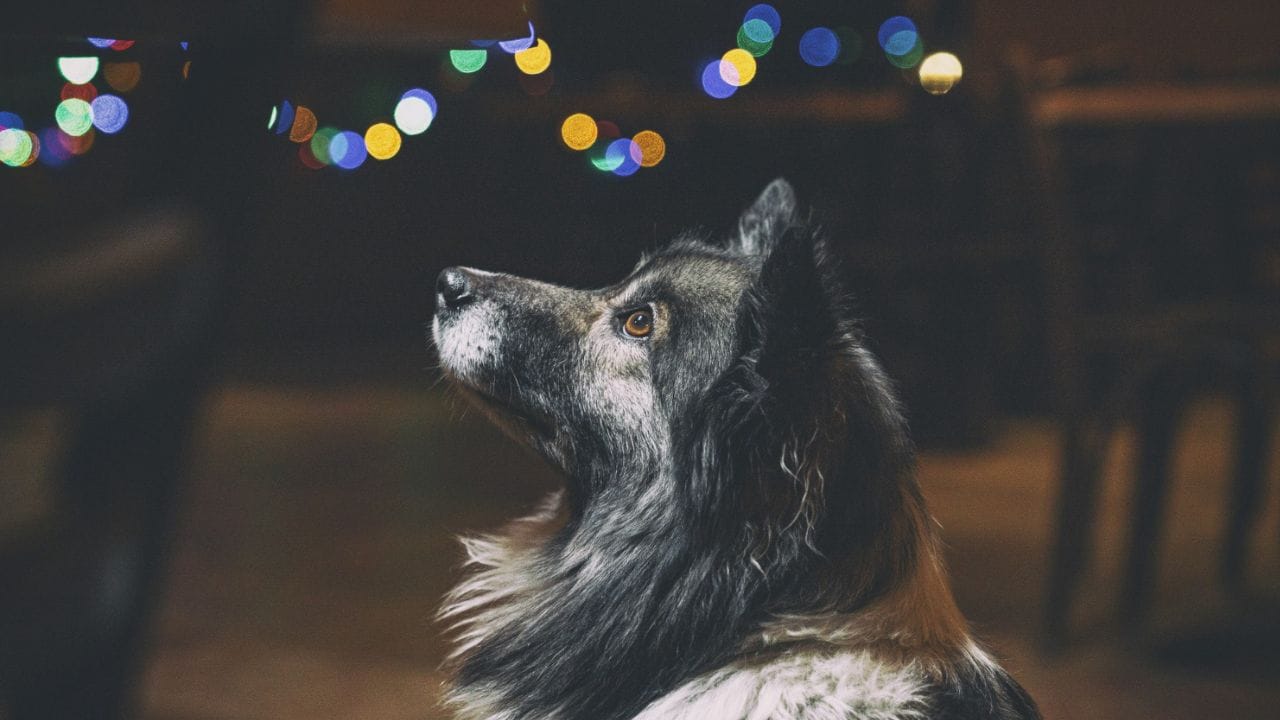 Fim de ano: fogos podem causar danos e traumas nos pets