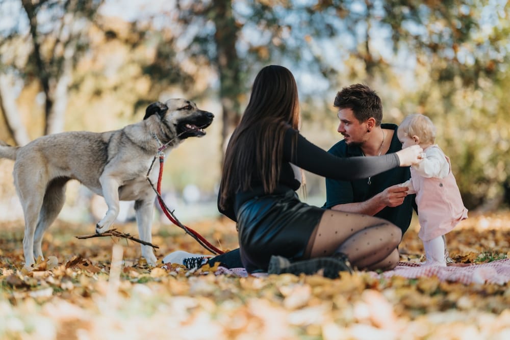 casal de homem e mulher brincando no parque com uma criança e com um cachorro